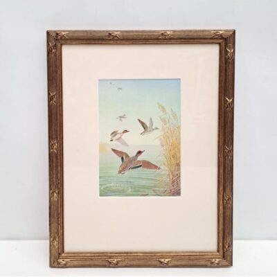 Grabado antiguo de aves silvestres 05173