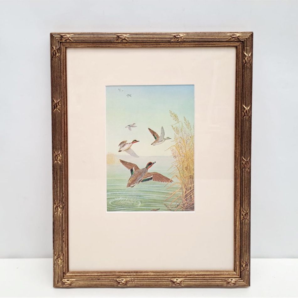 Antique engraving of wild birds 05173