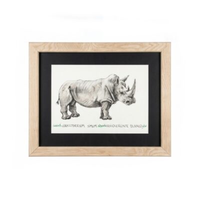 Cuadro parte de la Colección Fauna Ilustrada, obra de Javier Fernández. Propiedad intelectual y derechos de explotación pertenecientes a Set Services. 10951 alquiler para eventos, publicidad, peliculas y series