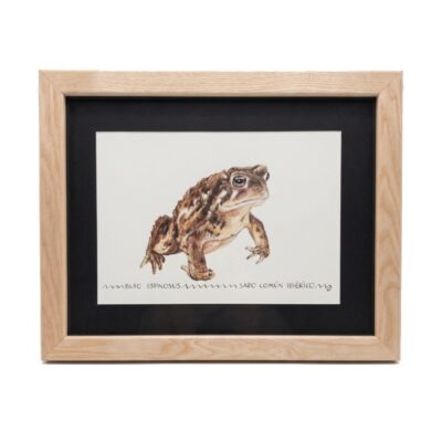 Cuadro parte de la Colección Fauna Ilustrada, obra de Javier Fernández. Propiedad intelectual y derechos de explotación pertenecientes a Set Services. 10952 alquiler para eventos, publicidad, peliculas y series