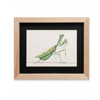 Cuadro parte de la Colección Fauna Ilustrada, obra de Javier Fernández. Propiedad intelectual y derechos de explotación pertenecientes a Set Services. 10954 alquiler para eventos, publicidad, peliculas y series