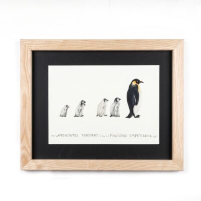 Cuadro parte de la Colección Fauna Ilustrada, obra de Javier Fernández. Propiedad intelectual y derechos de explotación pertenecientes a Set Services. 10959 alquiler para eventos, publicidad, peliculas y series