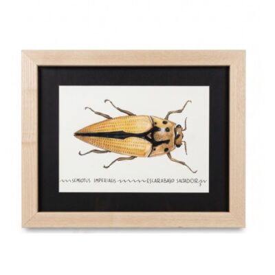 Cuadro parte de la Colección Fauna Ilustrada, obra de Javier Fernández. Propiedad intelectual y derechos de explotación pertenecientes a Set Services. 10962 alquiler para eventos, publicidad, peliculas y series