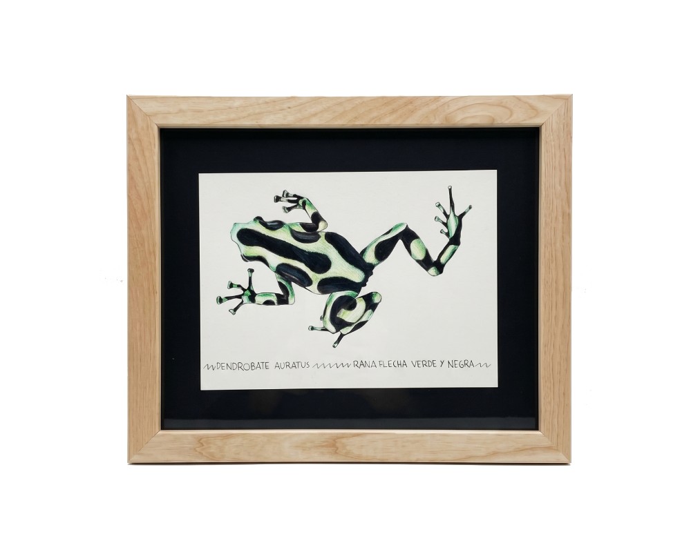 Cuadro parte de la Colección Fauna Ilustrada, obra de Javier Fernández. Propiedad intelectual y derechos de explotación pertenecientes a Set Services. 10963 alquiler para eventos ,publicidad, peliculas y series