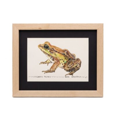 Cuadro parte de la Colección Fauna Ilustrada, obra de Javier Fernández. Propiedad intelectual y derechos de explotación pertenecientes a Set Services. 10970 alquiler para eventos, publicidad, peliculas y series