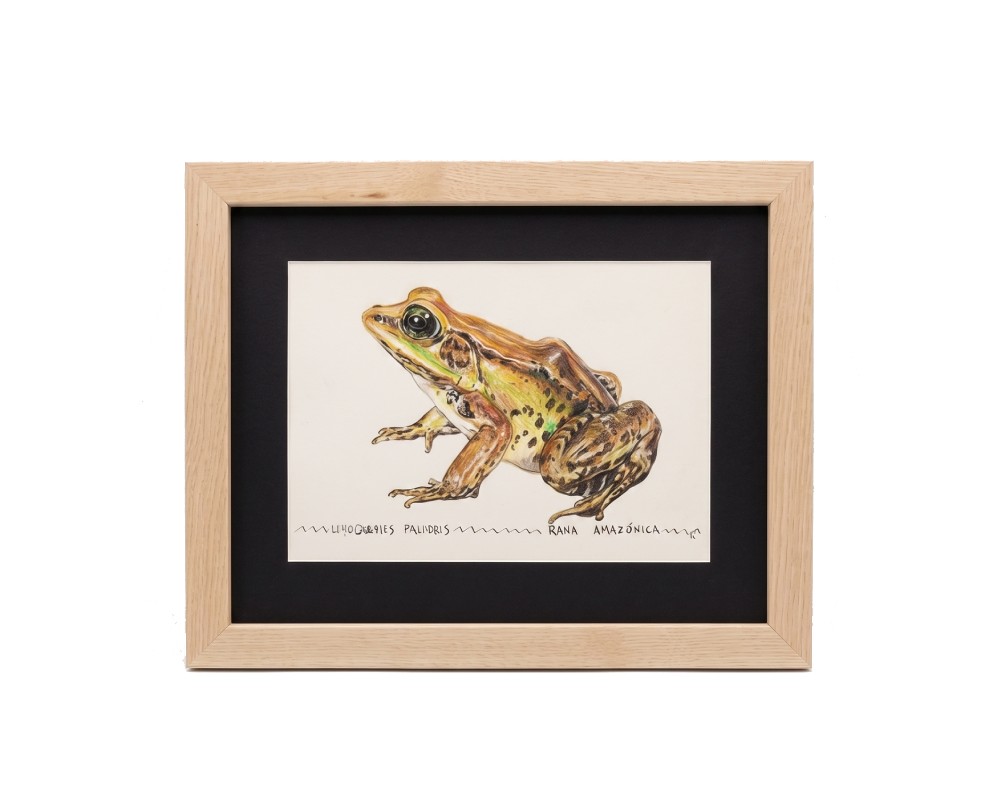 Cuadro parte de la Colección Fauna Ilustrada, obra de Javier Fernández. Propiedad intelectual y derechos de explotación pertenecientes a Set Services. 10970 alquiler para eventos, publicidad, peliculas y series