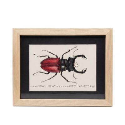 Cuadro parte de la Colección Fauna Ilustrada, obra de Javier Fernández. Propiedad intelectual y derechos de explotación pertenecientes a Set Services. 10971 alquiler para eventos, publicidad, peliculas y series