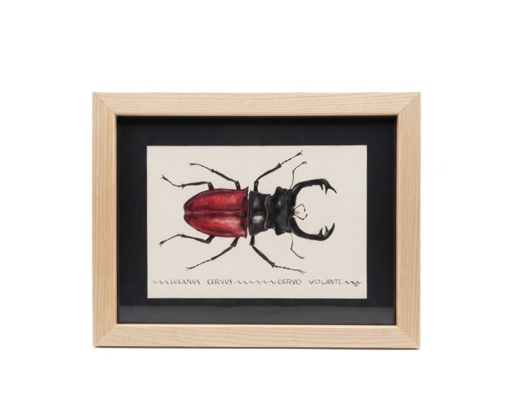 Cuadro parte de la Colección Fauna Ilustrada, obra de Javier Fernández. Propiedad intelectual y derechos de explotación pertenecientes a Set Services. 10971 alquiler para eventos, publicidad, peliculas y series