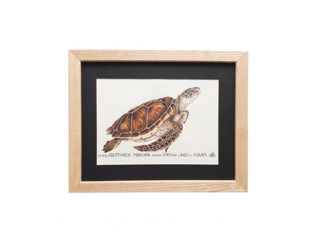 Cuadro parte de la Colección Fauna Ilustrada, obra de Javier Fernández. Propiedad intelectual y derechos de explotación pertenecientes a Set Services. 10947 alquiler para eventos, publicidad, peliculas y series