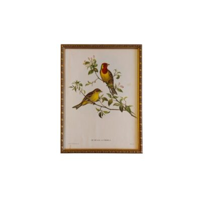 Esta obra enmarcada es una lámina vintage del siglo XIX titulada "Euspiza luteola", ilustrada originalmente por John Gould y Henry Constantine Richter alquiler para eventos, publicidad, peliculas y series