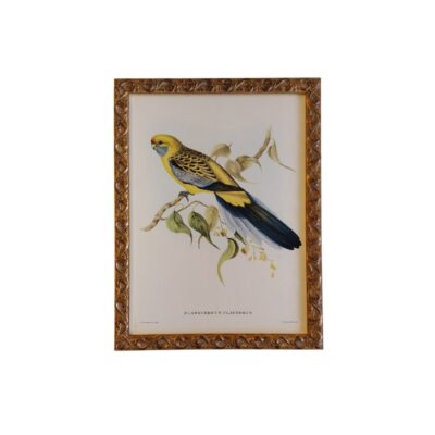 litografía antigua coloreada a mano de "Platycercus flaveolus", comúnmente conocido como perico de rabadilla amarilla alquiler para eventos, publicidad, peliculas y series