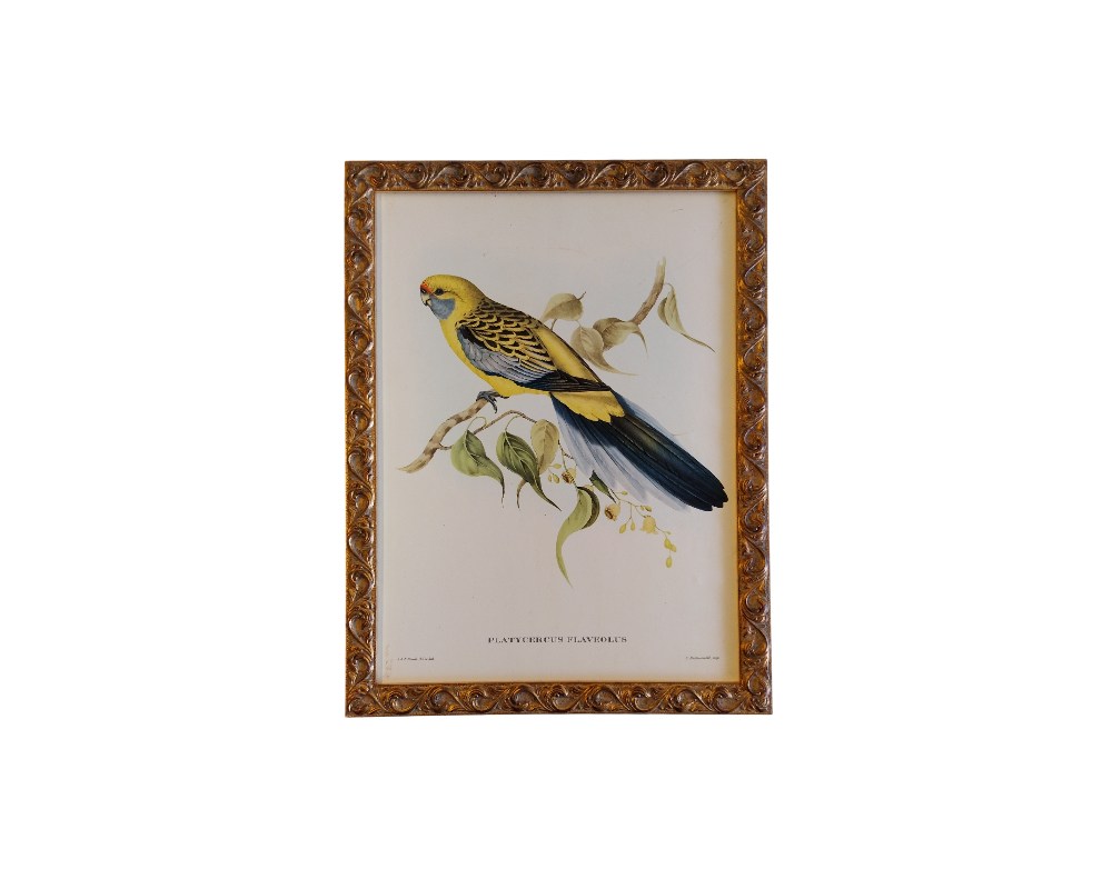 Antique hand-coloured lithograph of "Platycercus flaveolus", commonly known as the yellow-rumped parakeet available for hire for events, advertising, films and TV series