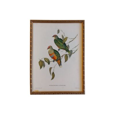 Ptilinopus Ewingii John Gould 442 alquiler para eventos, publicidad, peliculas y series