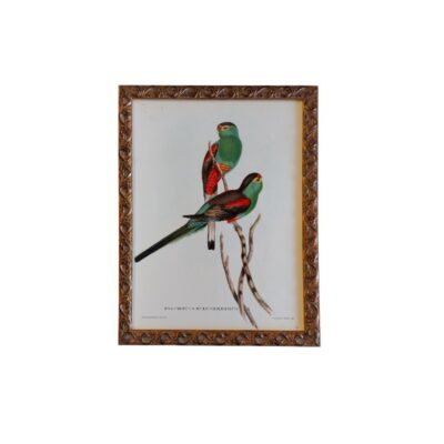 Esta obra enmarcada es una lámina vintage del siglo XIX titulada «Psephotus pulcherrimus», ilustrada originalmente por John Gould y Henry Constantine Richter alquiler para eventos, publicidad, peliculas y series