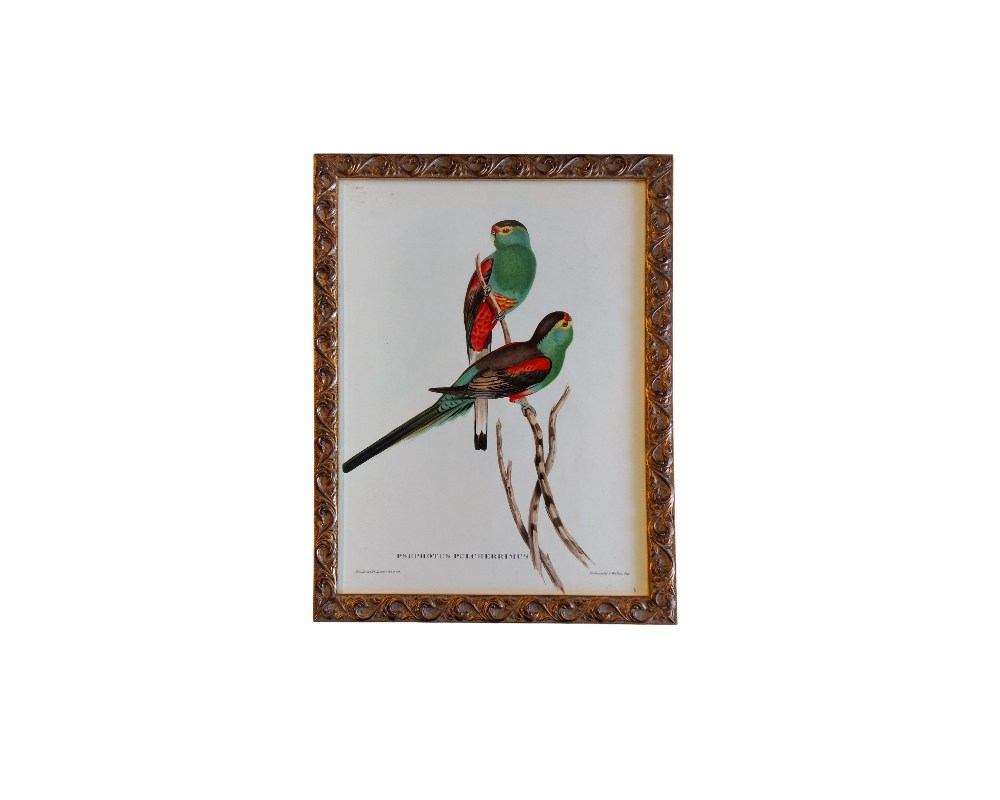 Esta obra enmarcada es una lámina vintage del siglo XIX titulada «Psephotus pulcherrimus», ilustrada originalmente por John Gould y Henry Constantine Richter alquiler para eventos, publicidad, peliculas y series