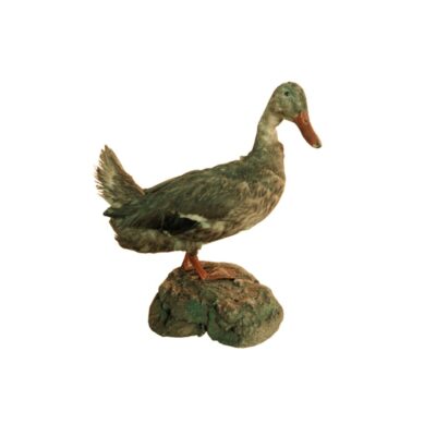 figura taxidermizada que representa a un pato en postura erguida, con plumaje en tonos marrones y grisáceos, pico anaranjado y posado sobre una base texturizada que simula una roca alquiler para eventos, publicidad, peliculas y series