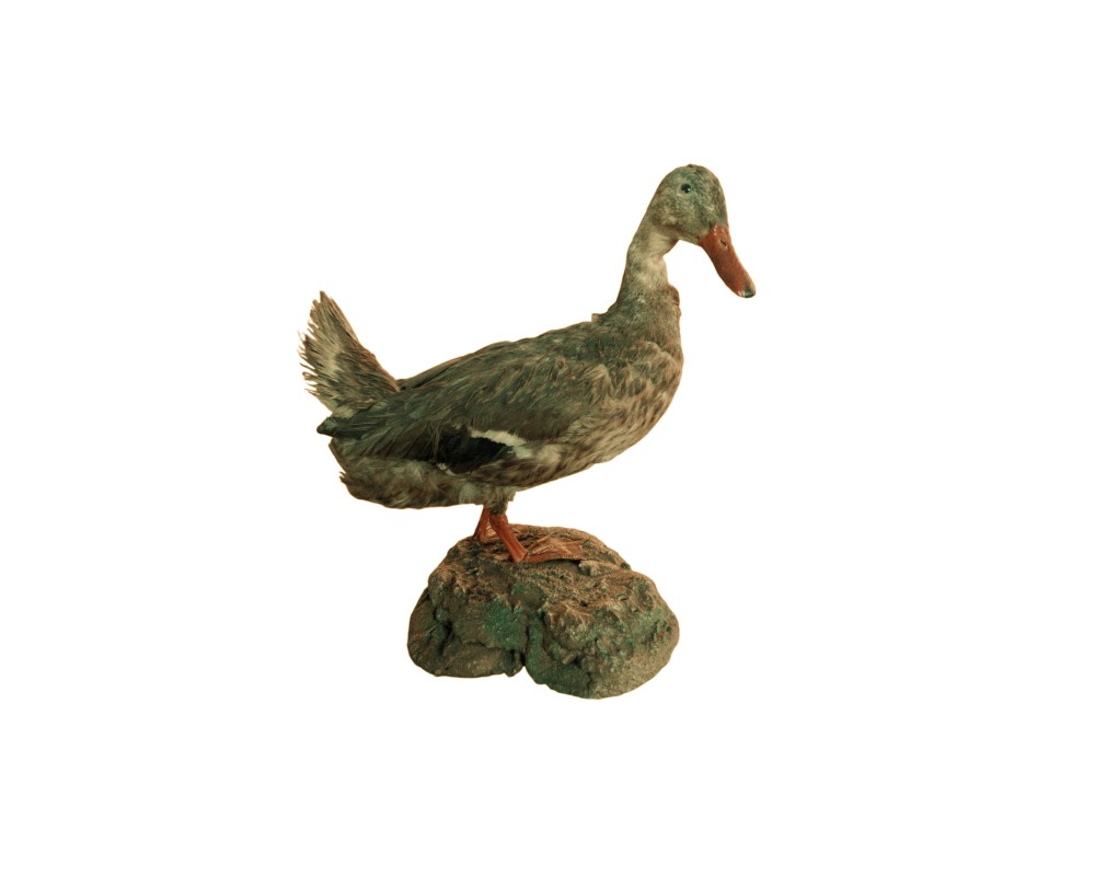 figura taxidermizada que representa a un pato en postura erguida, con plumaje en tonos marrones y grisáceos, pico anaranjado y posado sobre una base texturizada que simula una roca alquiler para eventos, publicidad, peliculas y series