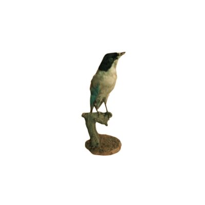 figura taxidermizada que representa un ave pequeña con plumaje en tonos oscuros en la cabeza y destellos azulados en las alas y el dorso, posada sobre una rama de madera natural montada en una base circular alquiler para eventos, publicidad, peliculas y series