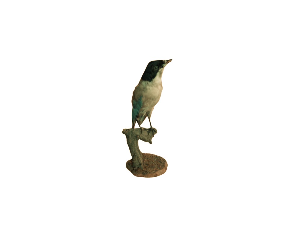 figura taxidermizada que representa un ave pequeña con plumaje en tonos oscuros en la cabeza y destellos azulados en las alas y el dorso, posada sobre una rama de madera natural montada en una base circular alquiler para eventos, publicidad, peliculas y series