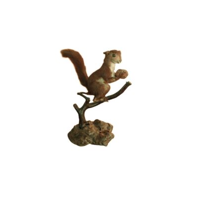 figura taxidermizada que representa a una ardilla con pelaje rojizo y cola arqueada, sosteniendo un fruto entre sus patas delanteras y posada sobre una rama de madera montada en una base rocosa alquiler para eventos, publicidad, peliculas y series