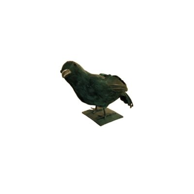 figura taxidermizada que representa a un cuervo de plumaje oscuro y brillante, con una postura erguida sobre una base cuadrada metálica o de madera alquiler para eventos, publicidad, peliculas y series