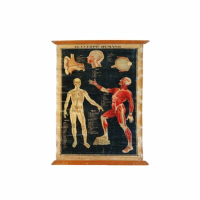 lámina mural educativa de época titulada "El Cuerpo Humano", caracterizada por sus detalladas ilustraciones anatómicas sobre fondo oscuro alquiler para eventos, publicidad, peliculas y series