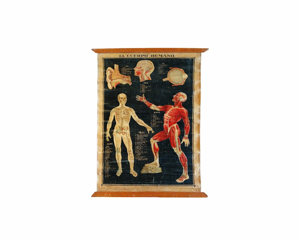 lámina mural educativa de época titulada "El Cuerpo Humano", caracterizada por sus detalladas ilustraciones anatómicas sobre fondo oscuro alquiler para eventos, publicidad, peliculas y series