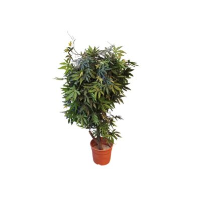 A selection of decorative artificial plants presented in individual pots, characterised by dense, detailed foliage with lobed leaves in shades of green and natural tones; available for hire for events, advertising, films and TV series