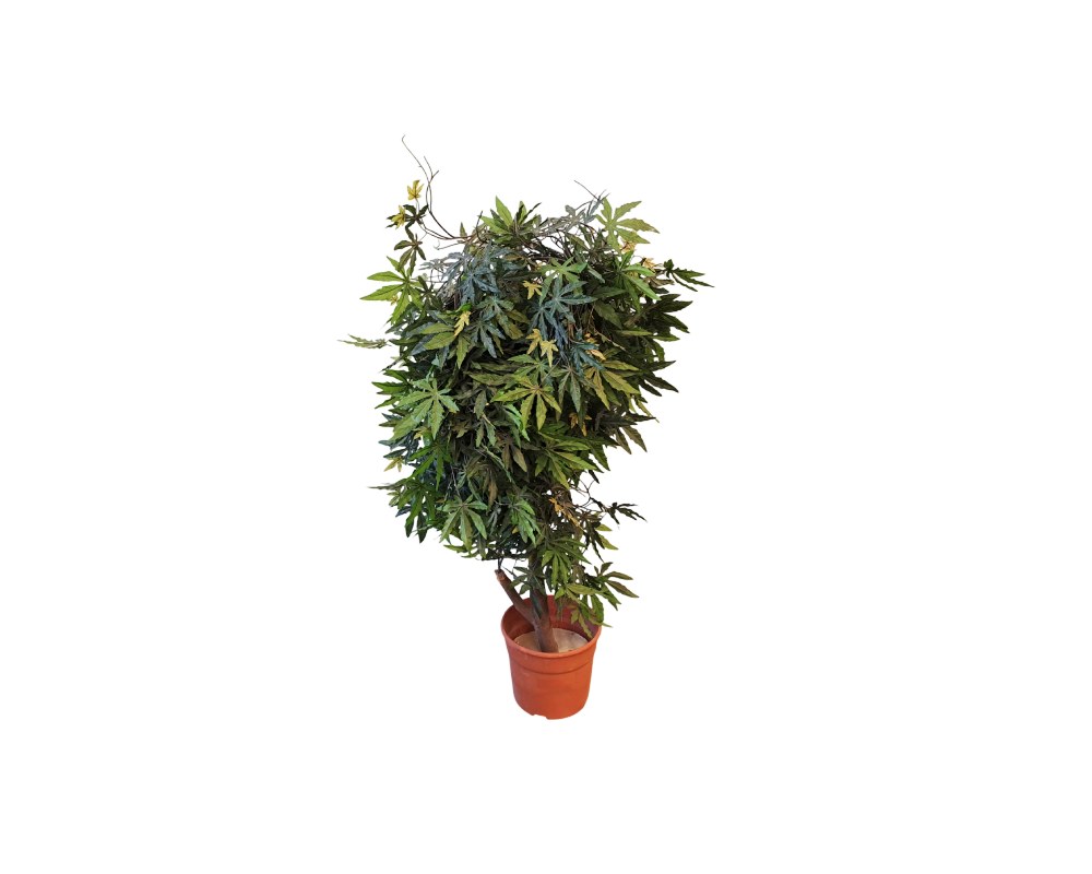 A selection of decorative artificial plants presented in individual pots, characterised by dense, detailed foliage with lobed leaves in shades of green and natural tones; available for hire for events, advertising, films and TV series