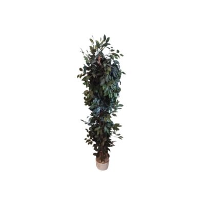 An artificial ficus tree with a slender, vertical design, presented in a base pot, characterised by a textured trunk and dense foliage comprising numerous small leaves in shades of dark green; available for hire for events, advertising, films and TV series