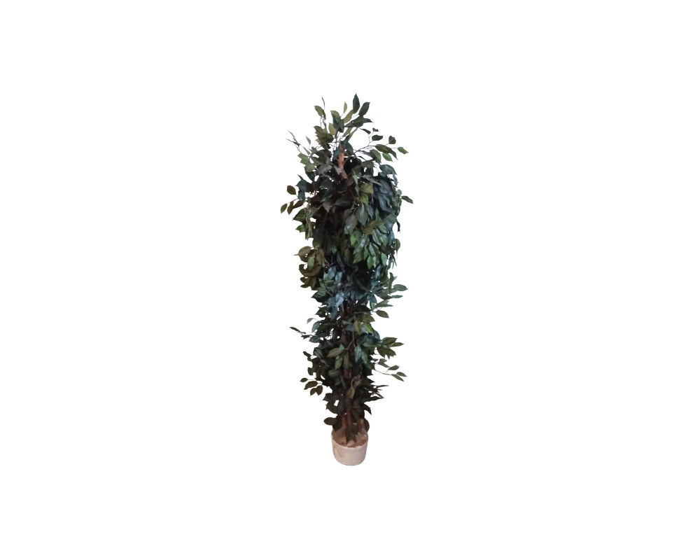 An artificial ficus tree with a slender, vertical design, presented in a base pot, characterised by a textured trunk and dense foliage comprising numerous small leaves in shades of dark green; available for hire for events, advertising, films and TV series