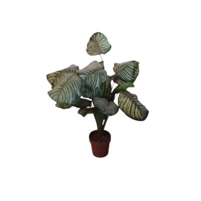 Artificial Calathea-style plant presented in a base pot, characterised by its distinctive, broad, oval leaves featuring a clearly defined pattern of light and dark stripes. Available for hire for events, advertising, films and TV series.