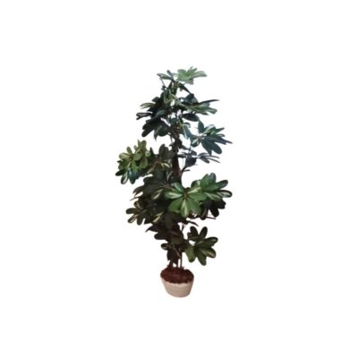 An artificial Schefflera-style tree presented in a base pot, characterised by its vertical structure and foliage arranged in clusters of oval leaves arranged radially with subtle variegated shades; available for hire for events, advertising, films and TV series