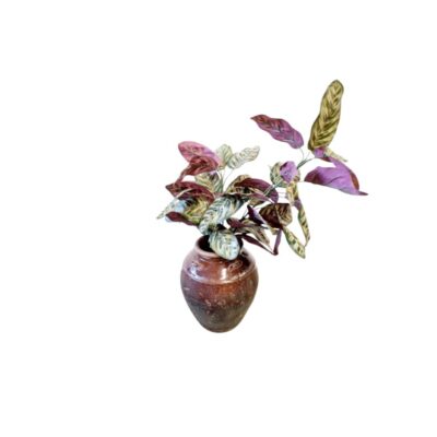 An artificial Calathea-style plant arrangement presented in a rustic ceramic vase with a textured finish in shades of brown, characterised by its striking oval leaves featuring multicoloured patterns in shades of green and purple. Available for hire for events, advertising, films and TV series.