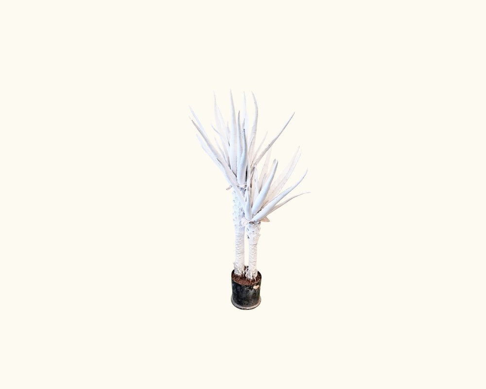planta artificial decorativa de diseño vanguardista presentada en una maceta base, caracterizada por sus dos troncos texturizados y un follaje ascendente de hojas alargadas y puntiagudas completamente de color blanco monocolor alquiler para eventos, publicidad, peliculas y series