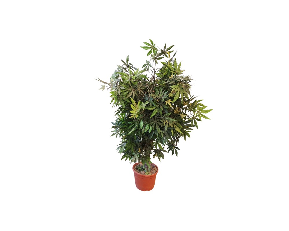 Set of Decorative Artificial Potted Plants 01857 - Image 2