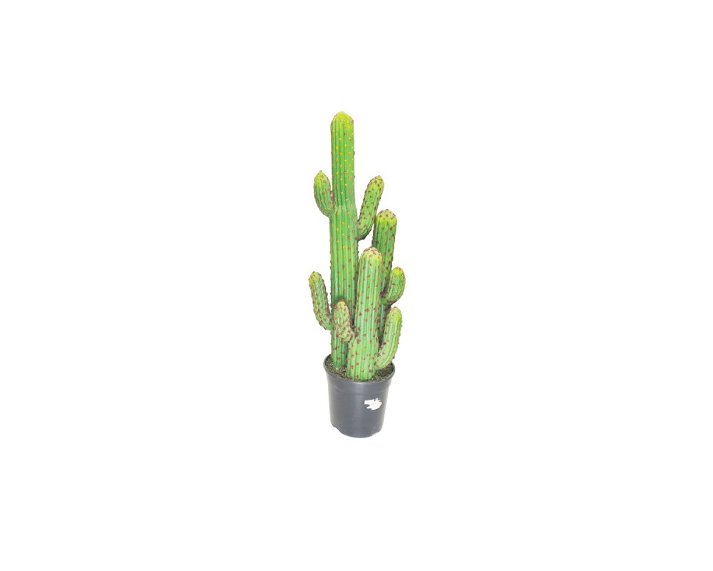 A tall artificial cactus displayed in a dark-coloured pot, characterised by a ribbed main trunk and numerous side branches featuring tiny spines and reddish details; available for hire for events, advertising, films and TV series