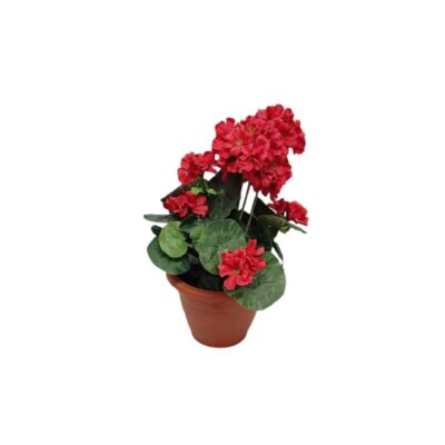 Artificial geranium plant presented in a traditional terracotta pot, characterised by its striking deep red flowers and rounded leaves with scalloped edges; available for hire for events, advertising, films and TV series