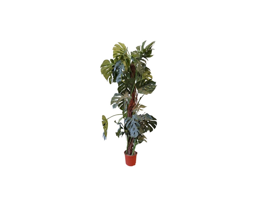 planta artificial de tipo Monstera , caracterizada por sus característicos follajes con hojas fendidas dispuestas a lo largo de un tutor central con textura rústica, todo presentado en una maceta base alquiler para eventos, publicidad, peliculas y series