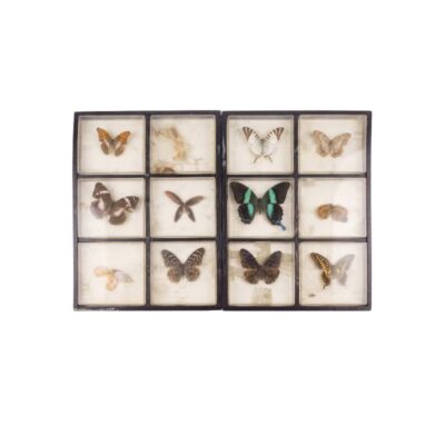 caja de coleccionismo de época, caracterizado por su estructura de madera con paneles dobles y compartimentos acristalados que albergan una cuidada selección de especímenes naturalizados de mariposas de diversas especies y tonalidades cromáticas alquiler para eventos, publicidad, peliculas y series